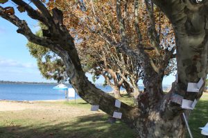 A tree with postcards hanging from it with the river in the background